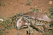 Python killing a young waterbuck