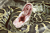 Burmese python