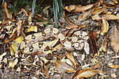Boa constrictor camouflage