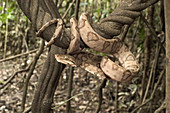 Amazon Tree Boa