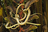 Green-Striped Vine Snake