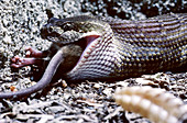 Rattlesnake eating a house mouse