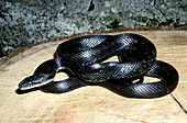 Adult Black Rat Snake