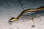 Brown Tree Snake (Boiga irregularis)