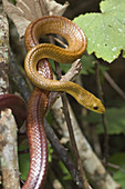 Fandrefiala,a snake from Madagascar