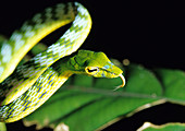 Green Leaf Snake
