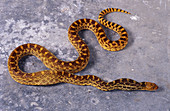 Adult Gopher Snake