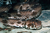 Saw-scaled viper