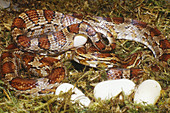 Corn Snake (Elaphe guttata) laying eggs