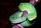 Island Pit Viper