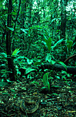 Bushmaster in Rainforest