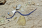 Blue Malaysian Coral Snake