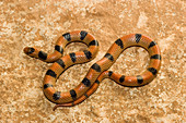 Ground Snake (Sonora semiannulata)
