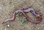 Texas Blind Snake (Leptotyphlops dulcis)