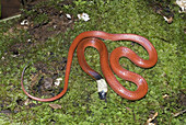 Amazon Scarlet Snake (Pseudoboa coronata)
