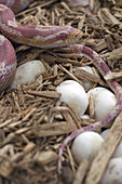 Female Corn Snake With Eggs