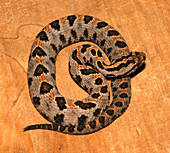 Pigmy Rattlesnake (Sistrurus miliarius)