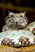 Eyelash Viper