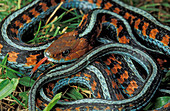 California Red-sided Garter Snake