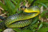Giant Bird Snake (Pseustes sulphureus)
