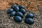 Emu eggs in a nest,Australia