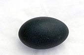 Emus Egg