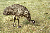 Emu (Dromaius novaehollandiae)