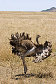 Male Ostrich performing distraction display