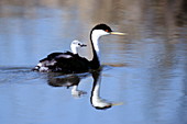 Western grebe and chick