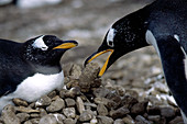 Gentoo Penguins bonding