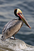 Brown Pelican