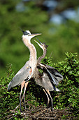 Great Blue Heron with young