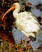 White Ibis (Eudocimus albus)