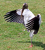 Wood Stork