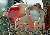 Roseate Spoonbill feeding young at nest
