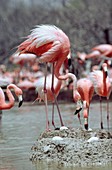 American Flamingo nests with eggs