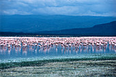 Lesser Flamingos