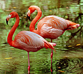 Greater Flamingoes (Phoenicopterus ruber)