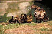 Ducklings with their mother