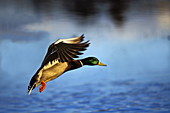 Mallard duck landing