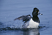 Ring-necked Duck