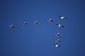 Snow Geese