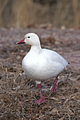 Snow Goose (white)