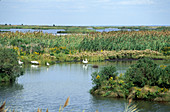 Brigantine / Forsythe NWR