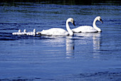 Trumpter Swans and Cygnets