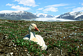Snow Goose (Chen caerulescens)