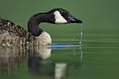 Canada Goose