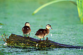 Wood Ducklings