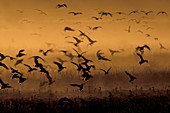 Canada Geese migrating