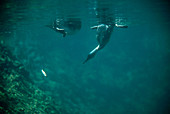 Common Merganser Chasing Fish